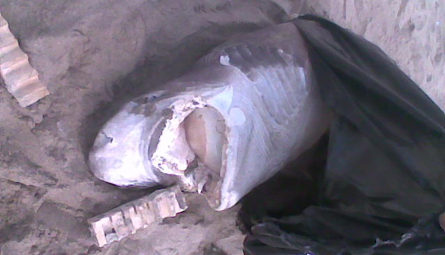 Taur� de 2,2 metres trobat mort a la platja de Gav� Mar (19 de Juny de 2009)